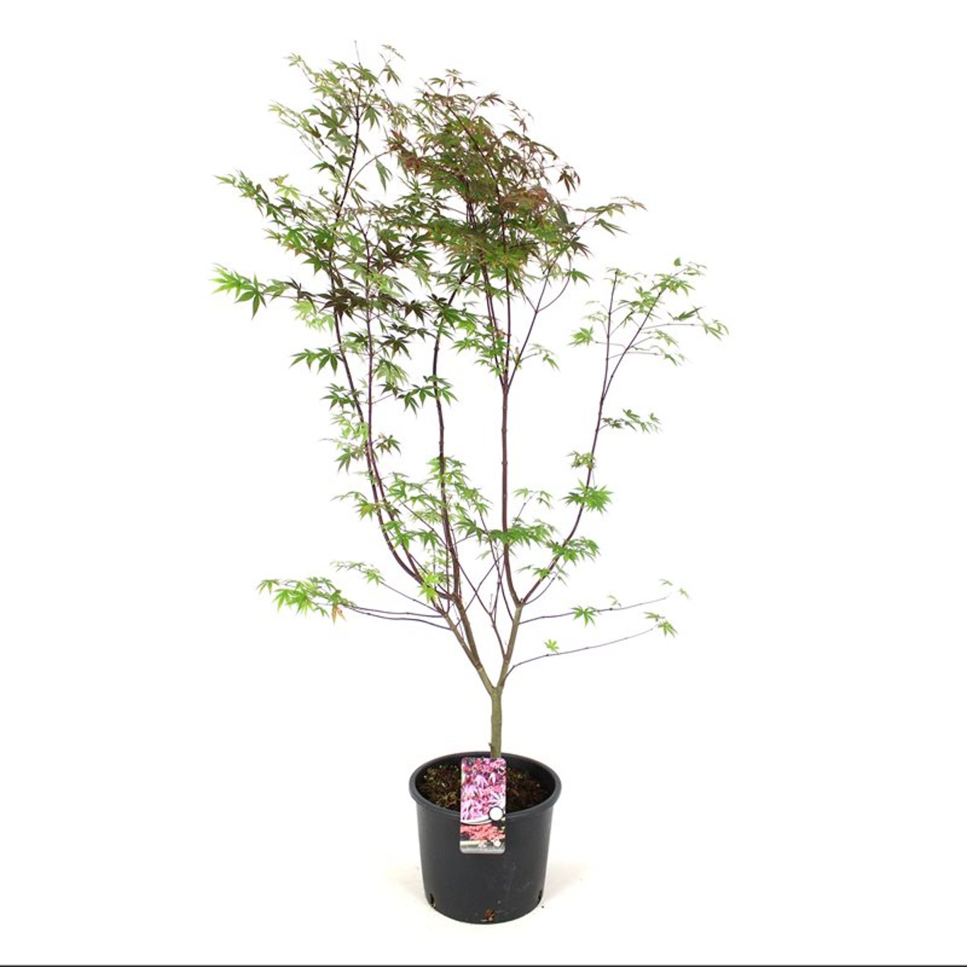 Japansk lönn – Acer pal. 'Atropurpureum' - C15 125-150 CM